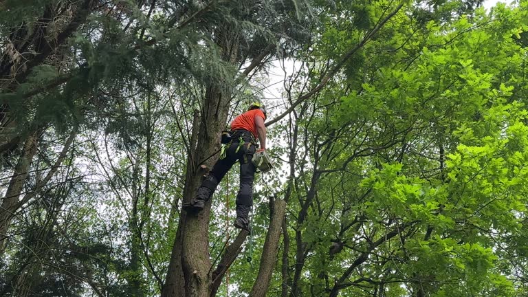 Best Seasonal Cleanup (Spring/Fall)  in USA